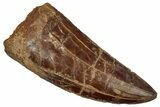 Serrated, Carcharodontosaurus Tooth - Real Dinosaur Tooth #242595-1